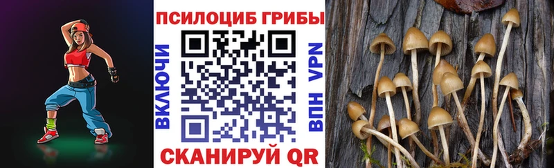 Псилоцибиновые грибы Cubensis кракен зеркало Владивосток что такое